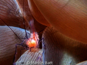 Bubble anemone shrimp by Marylin Batt 